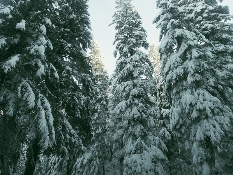 Path across Zvijezda mountain in central Bosnia