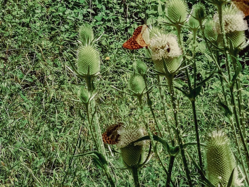 Wald mit Wildblumen